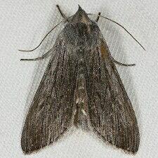 Cucullia intermedia