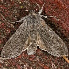 Cucullia intermedia
