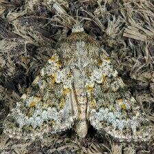 Hecatera dysodea