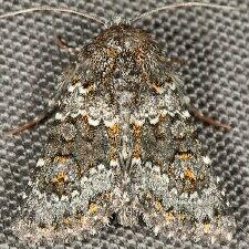 Hecatera dysodea
