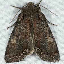 Lacanobia radix