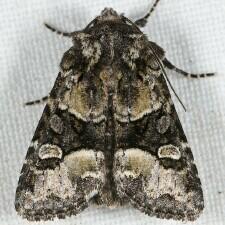 Lacinipolia olivacea