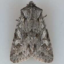 Lacinipolia patalis