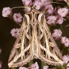 Dargida procinctus