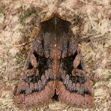 Orthosia praeses
