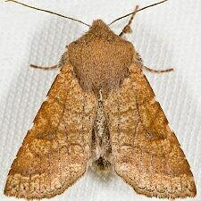 Orthosia ferrigera