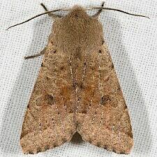 Orthosia pacifica