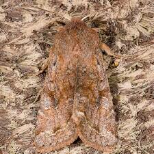 Orthosia hibisci