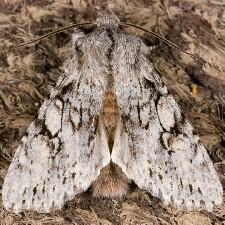 Egira simplex
