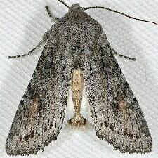 Egira curialis