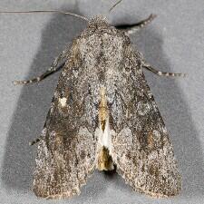 Egira curialis