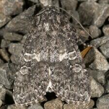 Egira dolosa