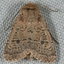 Homorthodes communis