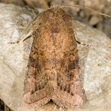 Trichopolia curtica