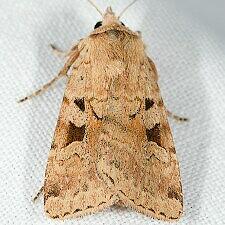 Diarsia esurialis