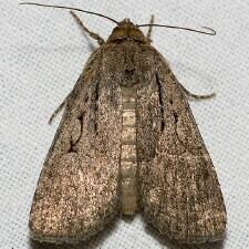 Spaelotis bicava