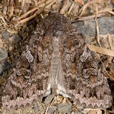 Eurois astricta