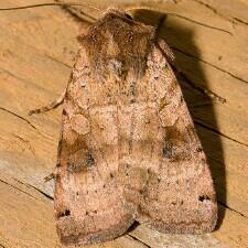 Xestia smithii