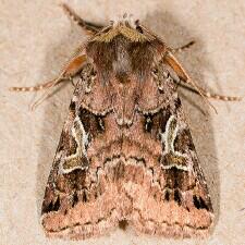 Cerastis enigmatica