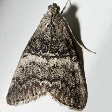 Pococera sp.
