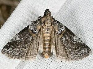 Acrobasis comptella