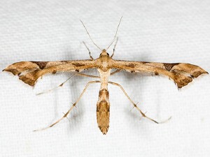 Platyptilia carduidactylus