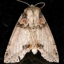 Pseudothyatira cymatophoroides