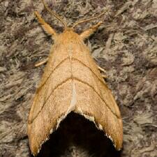 Falcaria bilineata