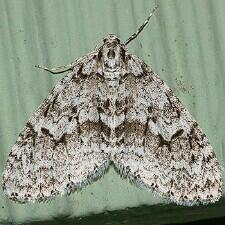 Cladara limitaria