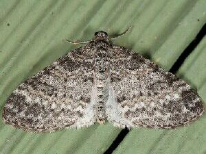 Lobophora nivigerata