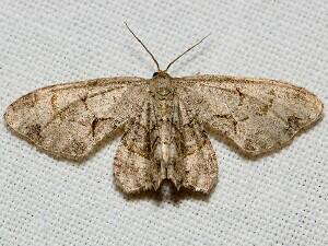 Callizzia amorata