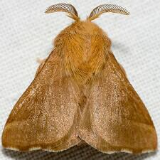 Malacosoma disstria