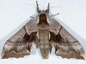Smerinthus ophthalmica
