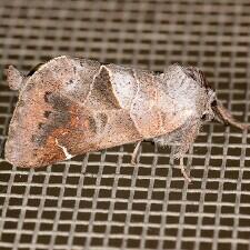 Clostera apicalis