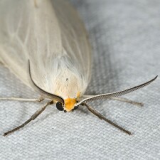 Cycnia oregonensis
