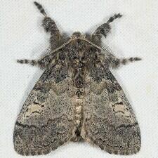 Dasychira vagans