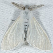 Leucoma salicis