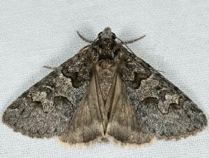 Drasteria sabulosa