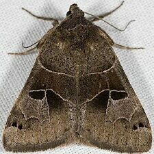 Drasteria edwardsii