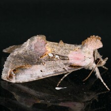 Eosphoropteryx thyatyroides