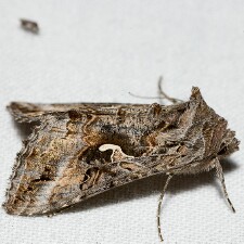 Autographa californica