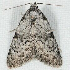 Meganola minuscula