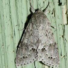 Acronicta insita