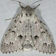 Acronicta vulpina