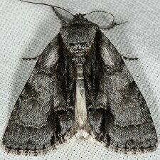 Acronicta mansueta