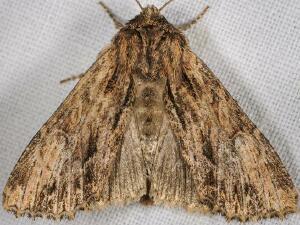 Apamea siskiyou