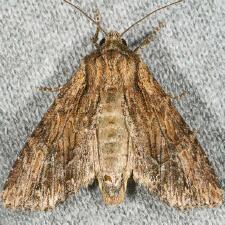 Apamea siskiyou