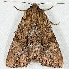 Apamea antennata