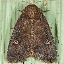 Apamea cogitata