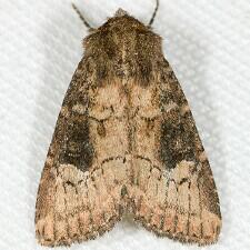Resapamea venosa